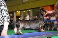Crufts2010 595